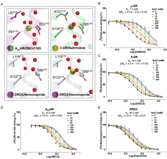 Fig. 2. Structural and functional details of the DRD4’s allosteric Na +  site