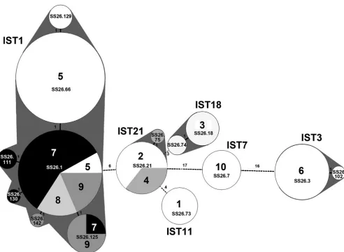 FIG. 1. Minimum spanning tree of the MLVA genotypes for the S. sonneiconstructed by a minimum spanning tree algorithm
