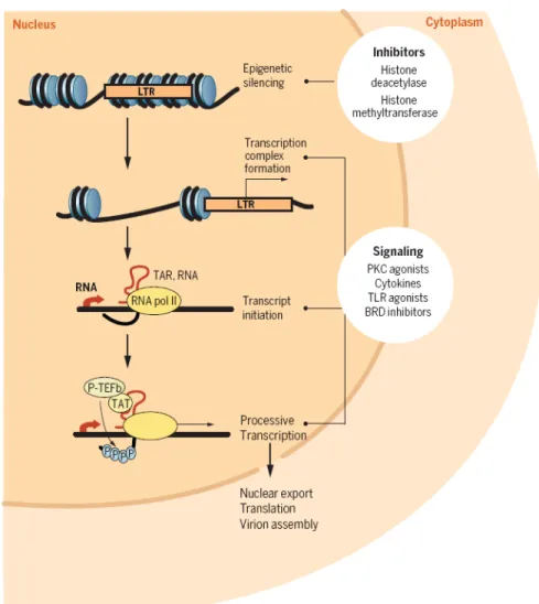 Fig. 1. HIV latency