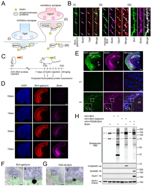 Fig. 1. Development of iBioID for synaptic proteomics