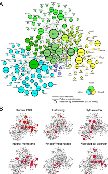 Fig. 2. Scale-free graph of the iPSD proteome