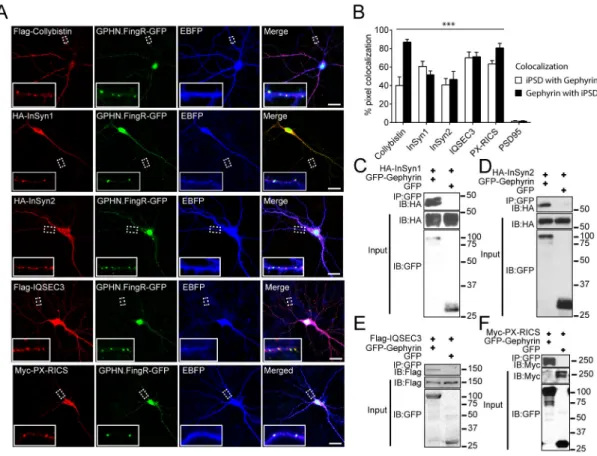 Fig. 3. Validation of selected iPSD proteins