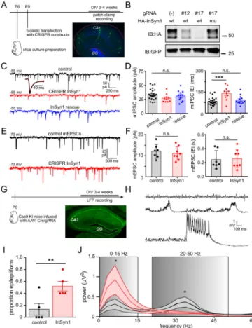 Fig. 4. Abnormal synaptic inhibition follows loss of the iPSD protein InSyn1