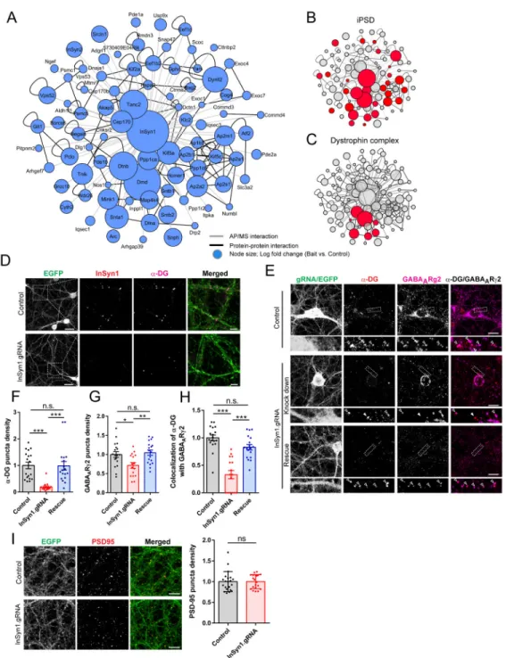 Fig. 5. InSyn1 functionally associates with the dystrophin complex at the iPSD