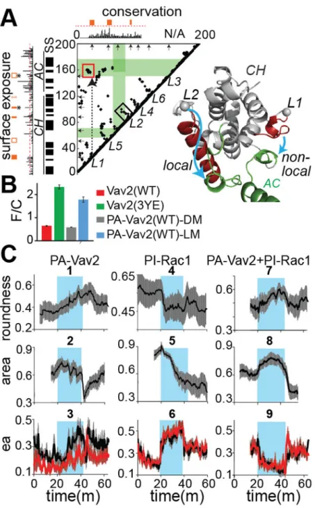 Fig. 4. Designing PA-Vav2 and multiplexed control in living cells