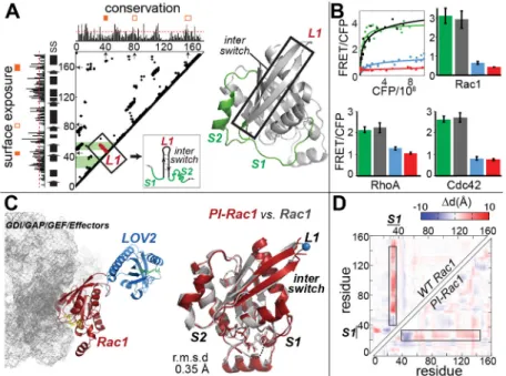 Fig. 2. Designing PI-GTPases
