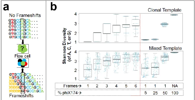 Figure 3.3. Frameshifting primers enhance library diversity.  