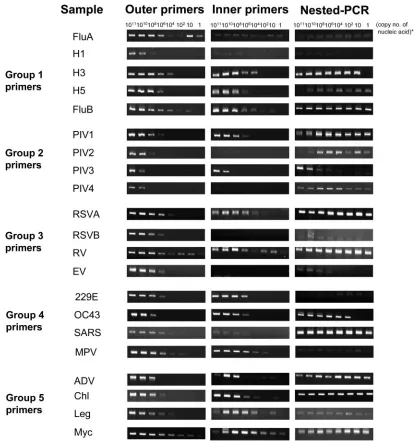 FIG. 3. Agarose gel (2%) electrophoresis showing the performance of the ﬁve outer and inner primer groups as well as nested PCR of themultiplex assays