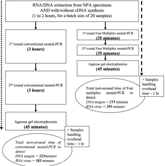 FIG. 4. Estimated turnaround times for the fast multiplex nested PCR protocol and conventional nested PCR protocol.