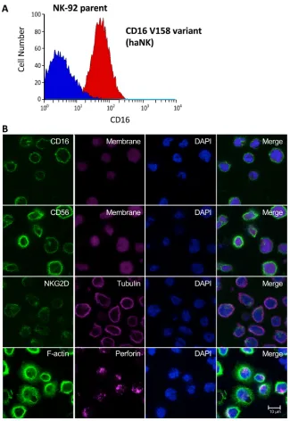 Figure 1: Analyses of CD16 high affinity variant (V158) in haNK cells. (A) The NK-92 parent cell line was modified to express a high affinity CD16 variant