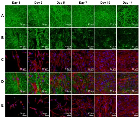 Figure 2 Morphology of the fibrin nanocoating (F) on PLA membranes.Notes: The fibrin nanocoating stained with primary and secondary antibody