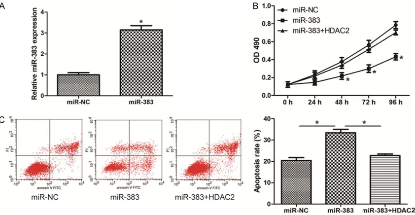 Figure 3. miR-383 inhibits proliferation and induces apoptosis via targeting HDAC2 in NSCLC