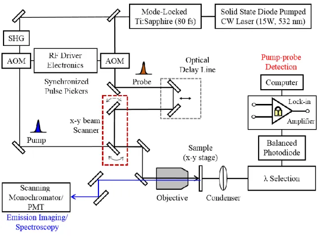 Figure  2.1:  Schematic  diagram  of  the  pump−probe  microscope.  The  pump  and  probe  pulses are obtained from the output of a Ti:Sapphire laser operating at 80 MHz