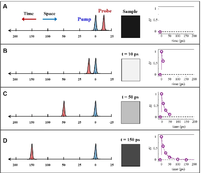 Figure  2.3:  Diagram  of  transient  absorption.  (A)  The  transient  absorption  experiment  in  comprised of two pulses, a pump (blue) a probe (red) which is scanned in time relative to the  pump pulse