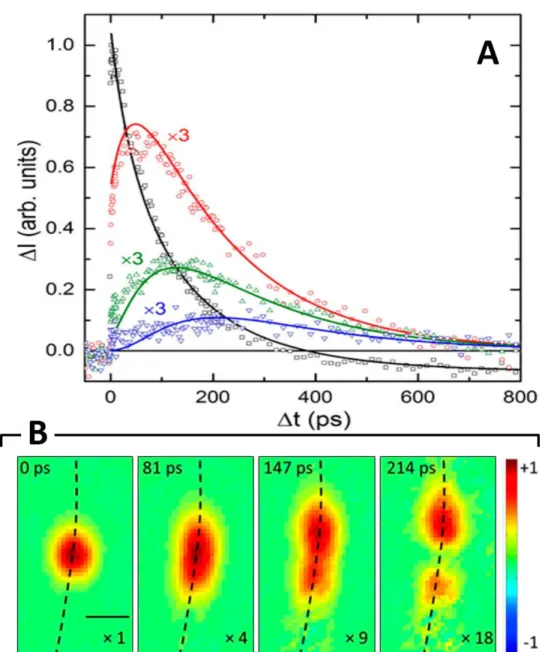 Figure 2.10. Kinetics of charge carrier diffusion. (A) SSPP transient kinetics collected at  pump−probe separations (in μm) of Δ pp  = 0.0 (black squares), 0.56 (red circles), 0.87 (green  triangles), and 1.18 (blue inverted triangles)