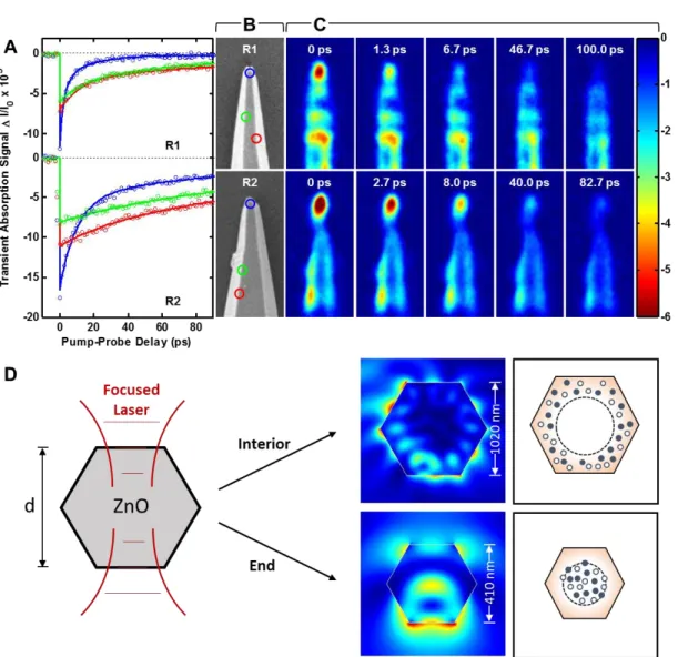 Figure  3.2:  Transient  absorption  microscopy  of  tapered  ZnO  nanorods.  (A)  Decay  scans  obtained with spatially-overlapped pump and probe beams at the tip (blue) and interior points  (red and green)