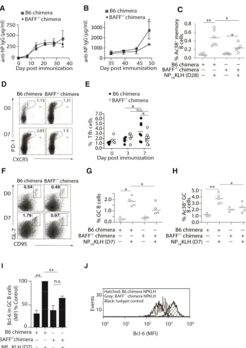 Figure 2. 1 BAFF -/-  chimeras have defective memory and GC B cells, diminished Bcl-6 levels  and decreased frequency of Tfh cells
