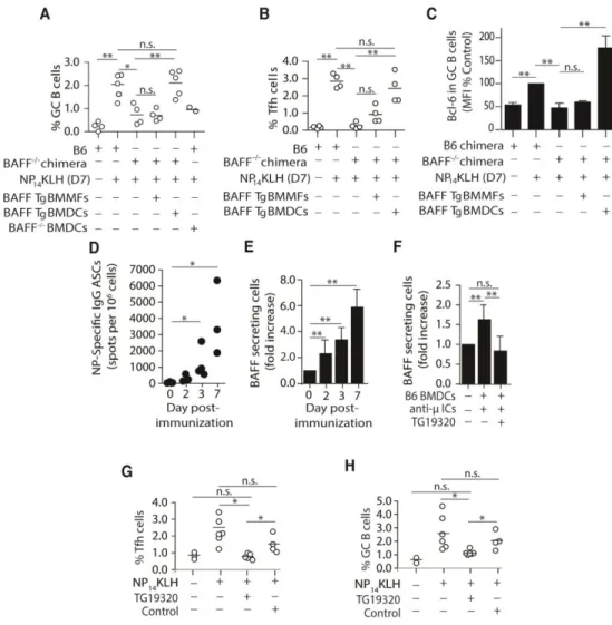 Figure 2. 2 Secretion of BAFF by DCs restores Bcl-6 levels and the frequency of GC B and Tfh  cells