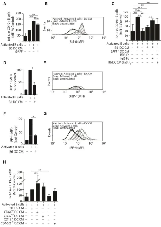 Figure 2. 3  DC-derived BAFF regulates the expression of Bcl-6 in cultured B cells.   