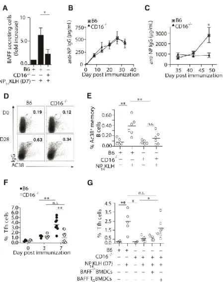 Figure 2. 4 CD16 -/-  mice have defective BAFF secretion, secondary antibody responses,  frequency of memory B cell and Tfh cells