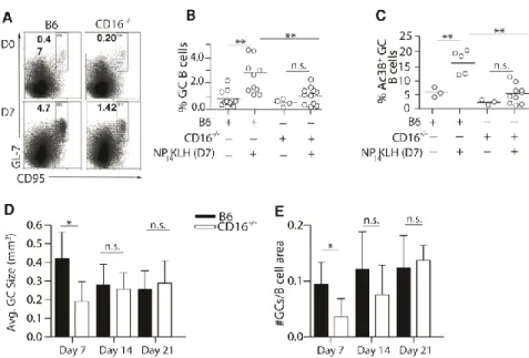 Figure 2. 5  CD16 -/-  mice have diminished germinal center responses.  