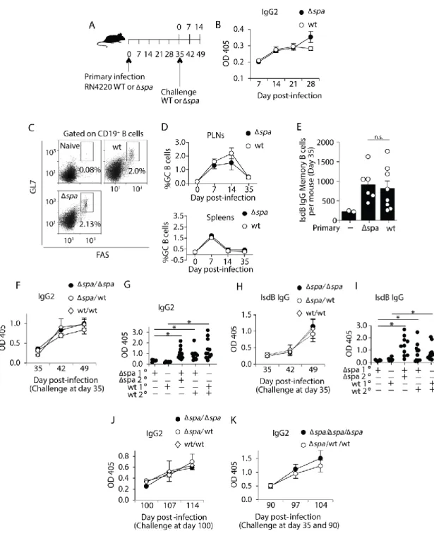 Figure 3. 1 Memory B cells are formed and activated in response to S. aureus. 