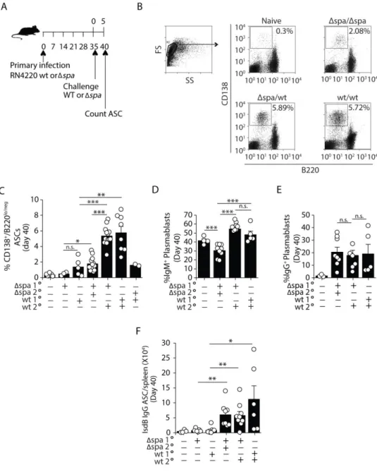 Figure 3. 2 Protein A induces the expansion of IgM +  plasmablasts  