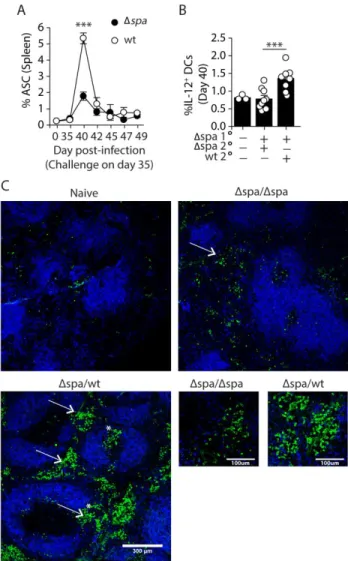 Figure 3. 3 Protein A drives an expanded short-lived extrafollicular response (A-C)  