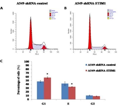 Figure 5: Effects of STIM1 silencing on cell cycle distribution. Representative flow cytometric histograms showed the distribution of cell cycle in A549-shRNA-control cells A
