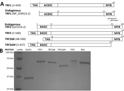 Figure 2.S1 Proteins Used.  (A) Diagram and partial domain map of hexahistidine tagged TRF1, TRF2,  TRF2∆B and TRF2∆M compared against endogenous TRF2 (Q15554.2) and endogenous TRF1  (NP_059523.2), partially adapted from 40 