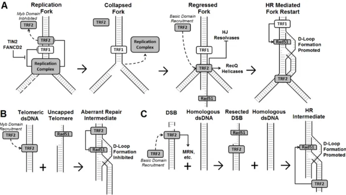 Figure 2.6 TRF1 and TRF2 differentially modulate Rad51-mediated telomeric and non-telomeric D-loop  formation