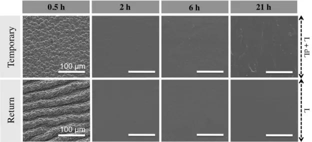 Figure 1.4: SEMs of grafted substrates varying equilibration time, t 1 . The substrates  were equilibrated in the ARGET reaction solution at 25 °C for 0.5, 2, 6 and 21 h prior  to grafting of poly(OEGMA) for 6 h