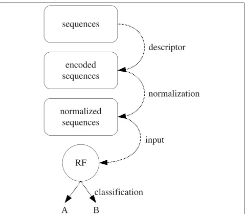 Figure 1 Workflow of the applied procedurehydropathy values of Kyte and Doolittle [30]