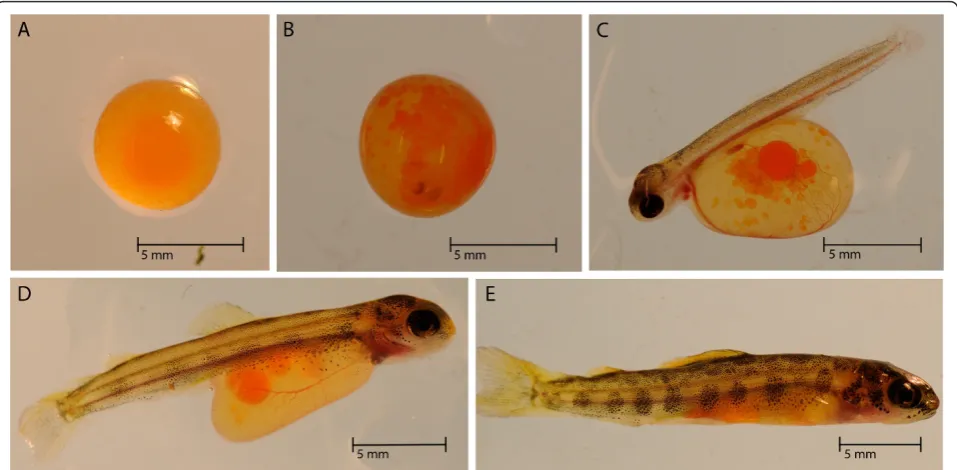 Figure 1 S. salar during development. Photographs taken during development of Atlantic salmon at the University of Victoria
