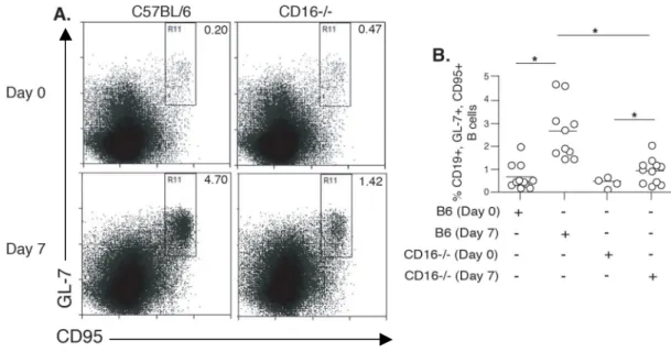 Fig. 2.4 Immunized CD16 -/-  mice have a diminished number of GC B cells.