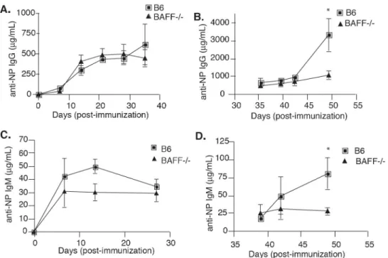 Fig. 2.8 BAFF -/-  chimeras  have defective secondary immune responses.