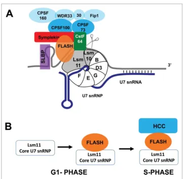Figure 1. Processing of histone pre-mRNA. (A) The histone pre-mRNA processing reaction