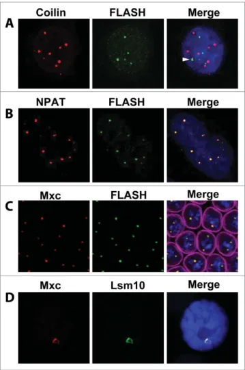 Figure 2. Visualization of the HLB by immuno ﬂuorescence. (A) HeLa cell stained with antibodies recognizing Coilin (red) to detect Cajal bodies or FLASH (green) to detect HLBs