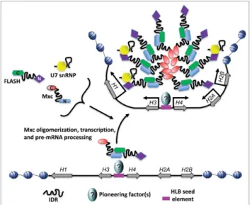 Figure 3. Schematic of Drosophila HLB assembly. The Drosophila replication dependent histone locus is organized as a tandem array of »100 copies of a 5 kb sequence containing one copy of each of the ﬁve RD histone genes