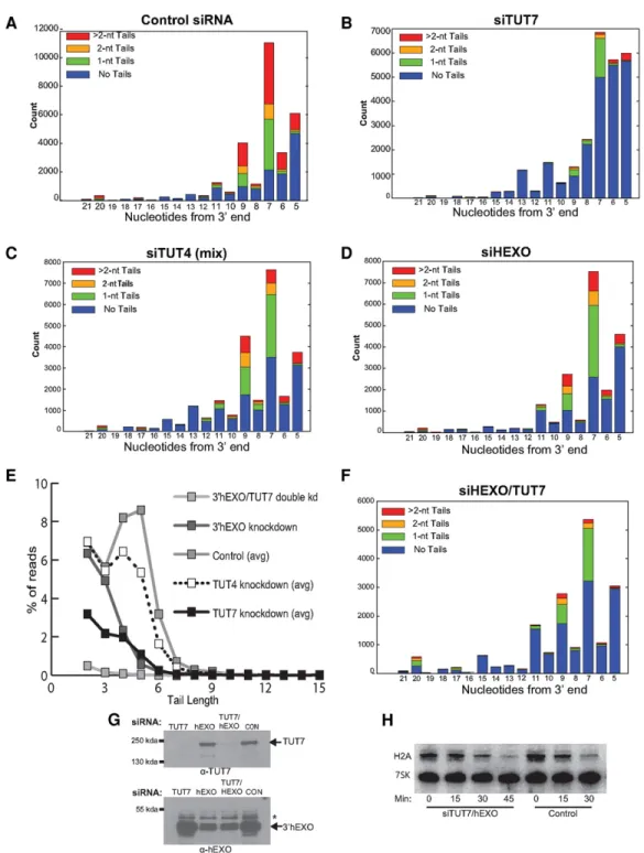 FIGURE 5. Knockdown of TUT7 and 3 ′ hExo changes the distribution of HIST2H2AA3 degradation intermediates in the stem –loop