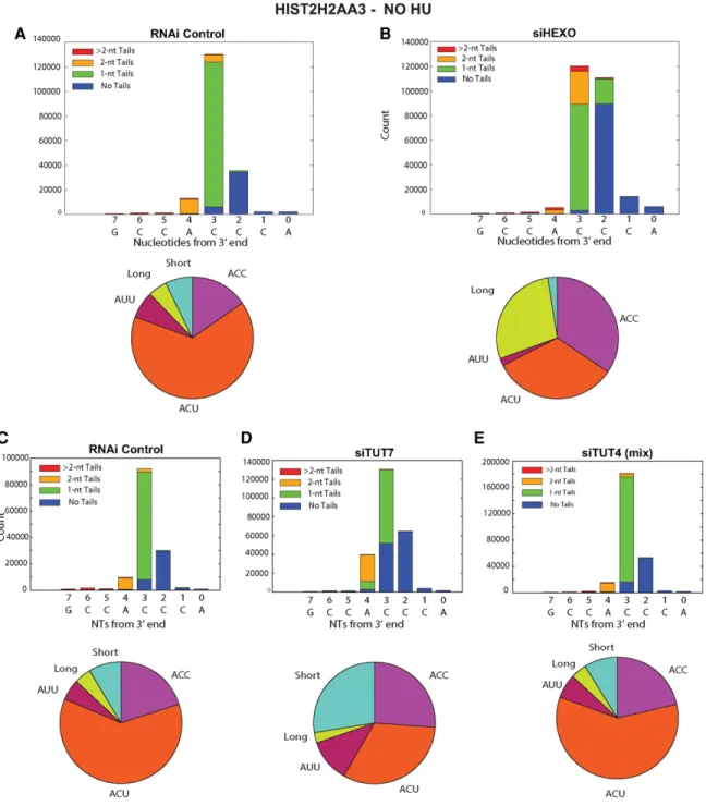 FIGURE 2. Effect of knockdown of 3 ′ hExo, TUT4, and TUT7 on the 3 ′ ends of HIST2H2AA3 mRNA