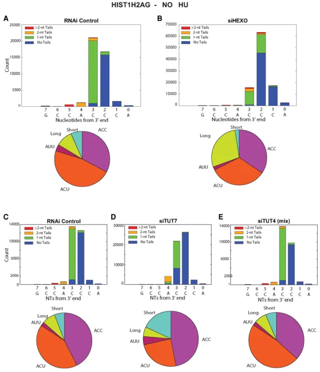 FIGURE 3. Effect of knockdown of 3 ′ hExo, TUT4, and TUT7 on the 3 ′ ends of HIST1H2AG mRNA