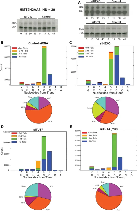 FIGURE 4. The 3 ′ ends of the full-length histone mRNAs are not affected by inhibiting DNA replication