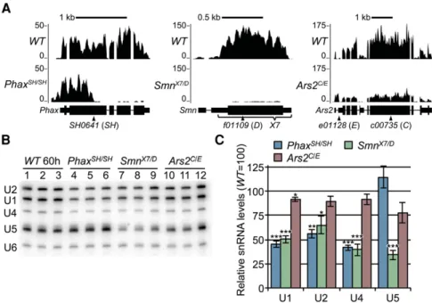 FIGURE 1. Analysis of three different snRNP biogenesis mutants. (A) Browser shots of larval RNA-seq reads at the three disrupted gene loci