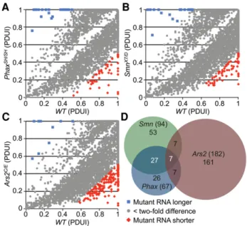 FIGURE 3. mRNA length changes in snRNP biogenesis mutants.