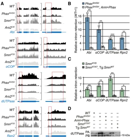 FIGURE 5. Transgenic rescue of alternative-splicing changes in Phax and Smn mutants. (A) UCSC browser shots of mapped read tracks for four of the top 15 identified alternative splicing changes