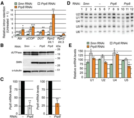FIGURE 6. snRNP-specific protein knockdown in S2 cells. (A) qRT-PCR of untreated cells ver- ver-sus those treated with dsRNA for Smn, Prp6, or Prp8 mRNAs