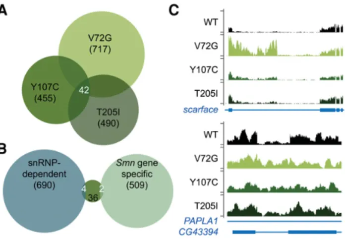 FIGURE 8. Alternative splicing changes in Smn missense mutants. (A) Venn diagram of overlapping alternative-splicing changes in Smn  mis-sense mutants