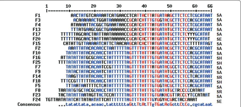 Figure 1 Alignment of right SCC-OrfX junctions. Strains are designated by the primers based on their sequences