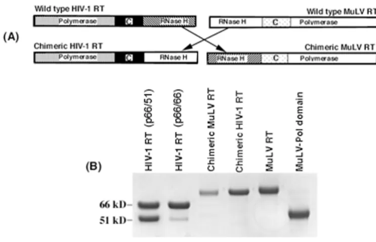 Figure 1derivatives(A) Schematic representation showing the polymerase connection and RNase H domains of wild-type RTs and their chimeric (A) Schematic representation showing the polymerase connection and RNase H domains of wild-type RTs and their chimeric